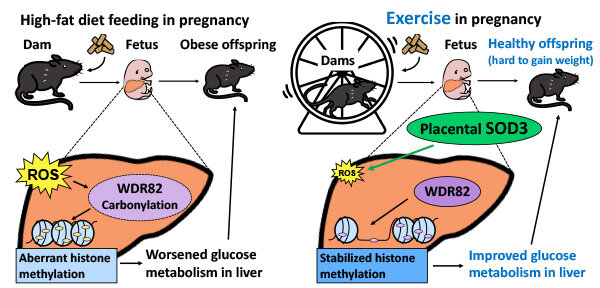 Exercise during pregnancy reduces the risk of type-2 diabetes in offspring